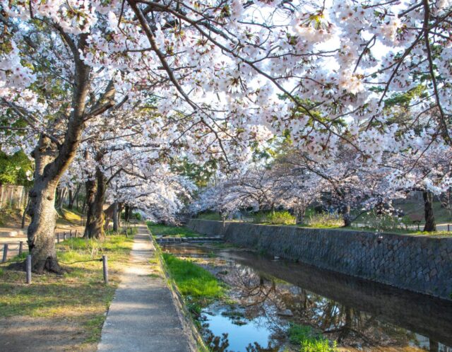 【2026年最新】兵庫のお花見デートスポット5選！西宮・神戸のカップルおすすめルート🌸